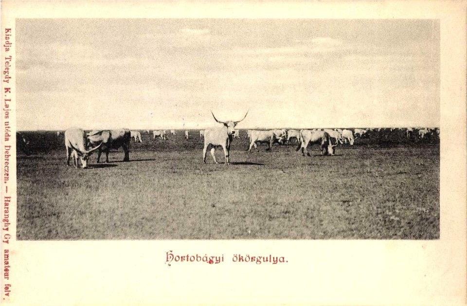 Haranghy György Hortobágyi ökörgulya 0039524