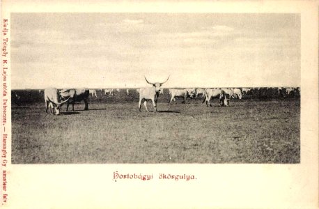 Haranghy György Hortobágyi ökörgulya 0039524