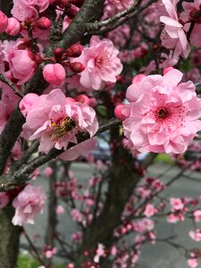 Smell branch nature
