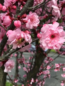 Smell branch nature photo