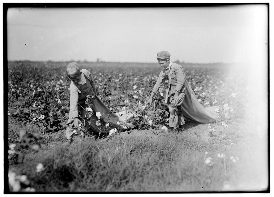 Hard workers. Grady Carroll. Nine year old cotton picker. He picks two hundred pounds a day. Brother Ed ten years old picks three huundred pounds a day. Another brother thirteen years old LOC nclc.05541