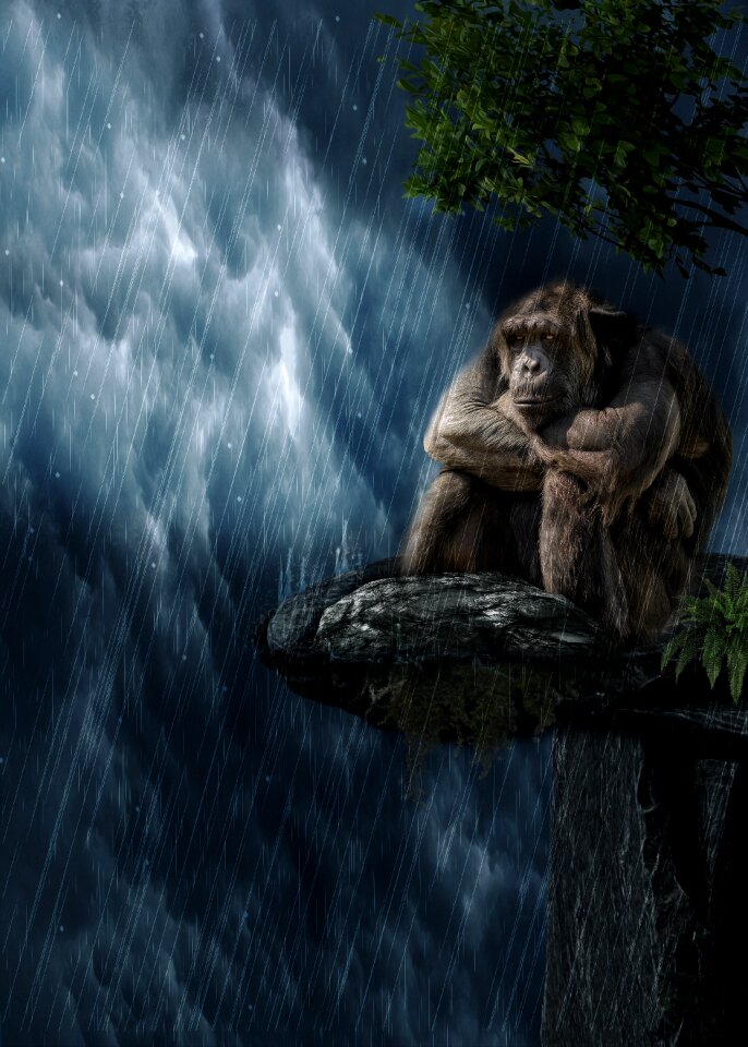 Animal world nature primate