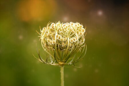 Wild flower plant nature