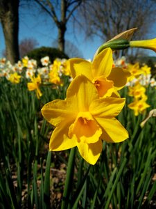 Nature flower narcissus pseudonarcissus