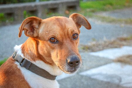 Cute animal purebred photo