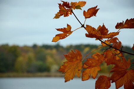 Season maple autumnal
