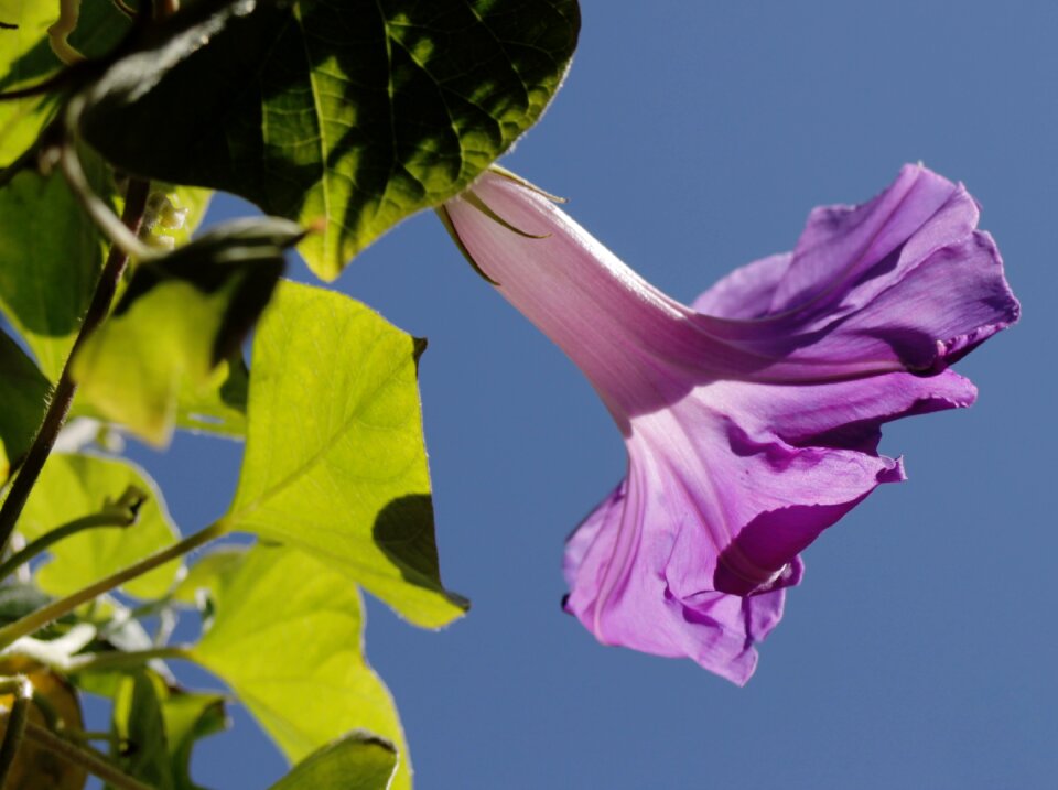 Bloom flower mallow