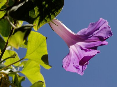 Bloom flower mallow