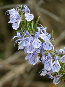 Rosmarinus officinalis flower nature