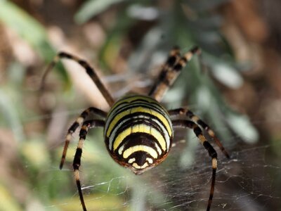 Flora spider insect photo