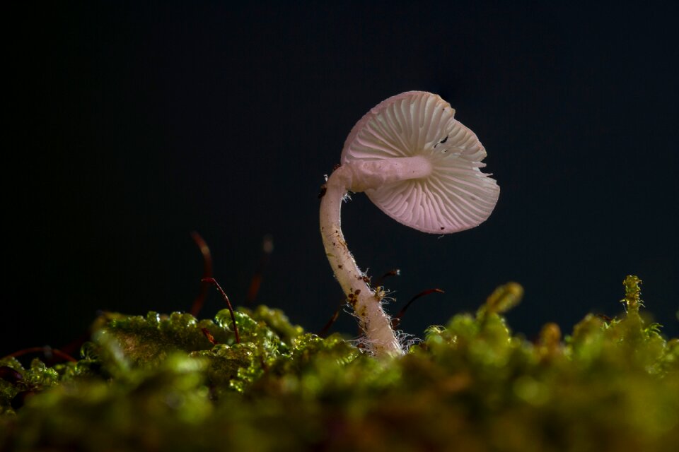 Mini mushroom small mushroom sponge