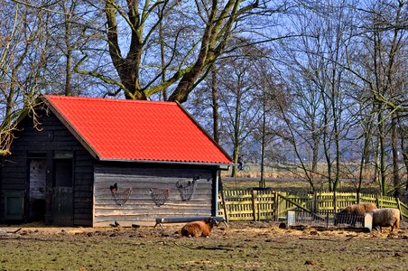 Sheep livestock fence