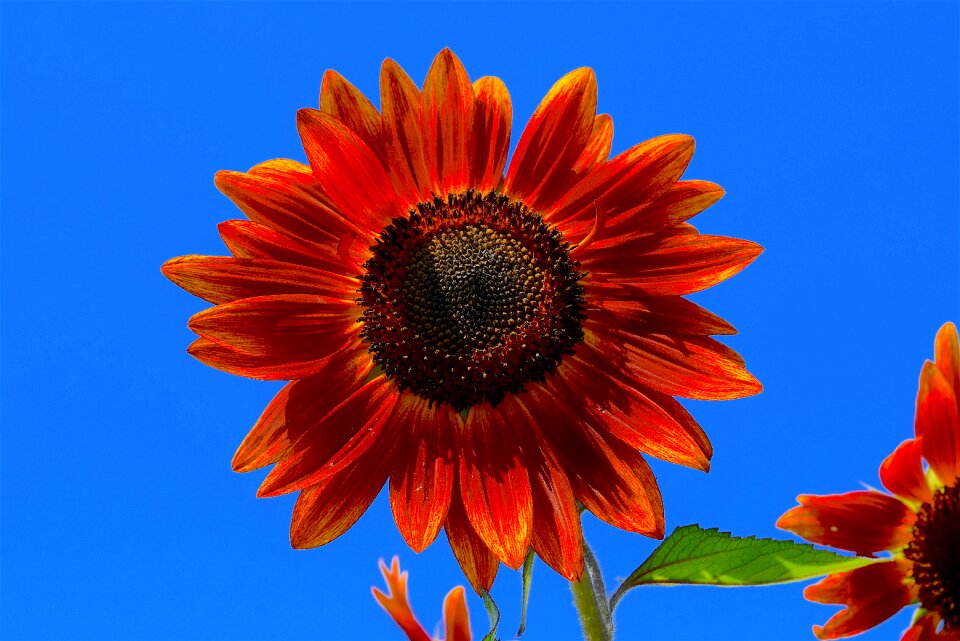 Floral blossom summer