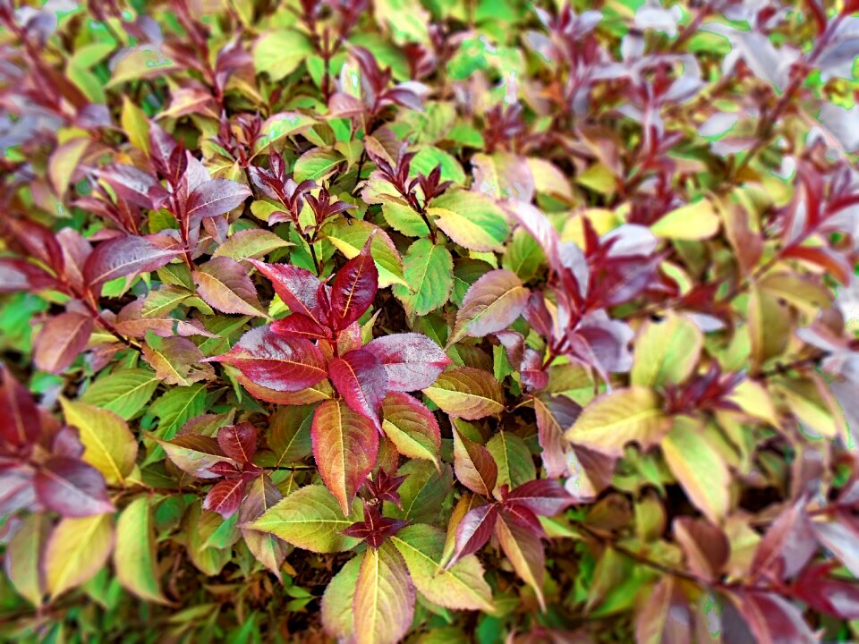 Season october red