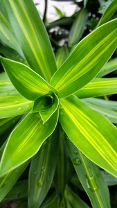 Flower garden floral photo