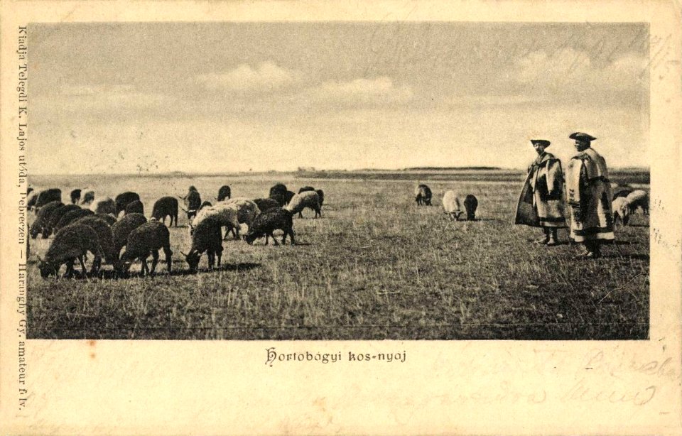 Haranghy György Hortobágyi kosnyáj 4635