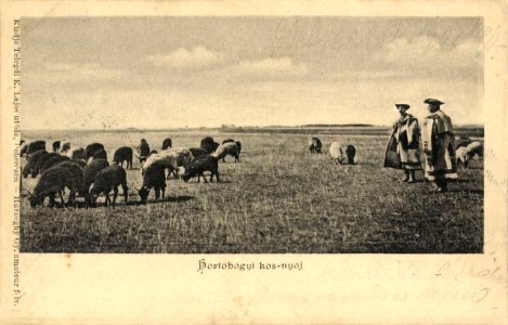 Haranghy György Hortobágyi kosnyáj 4635