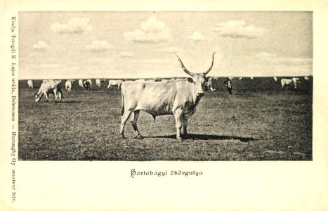 Haranghy György Hortobágyi ökörgulya 0124166