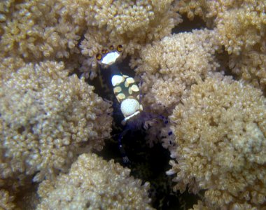 Harlequin shrimp (Thor sp.) hiding in coral (reef112862055)