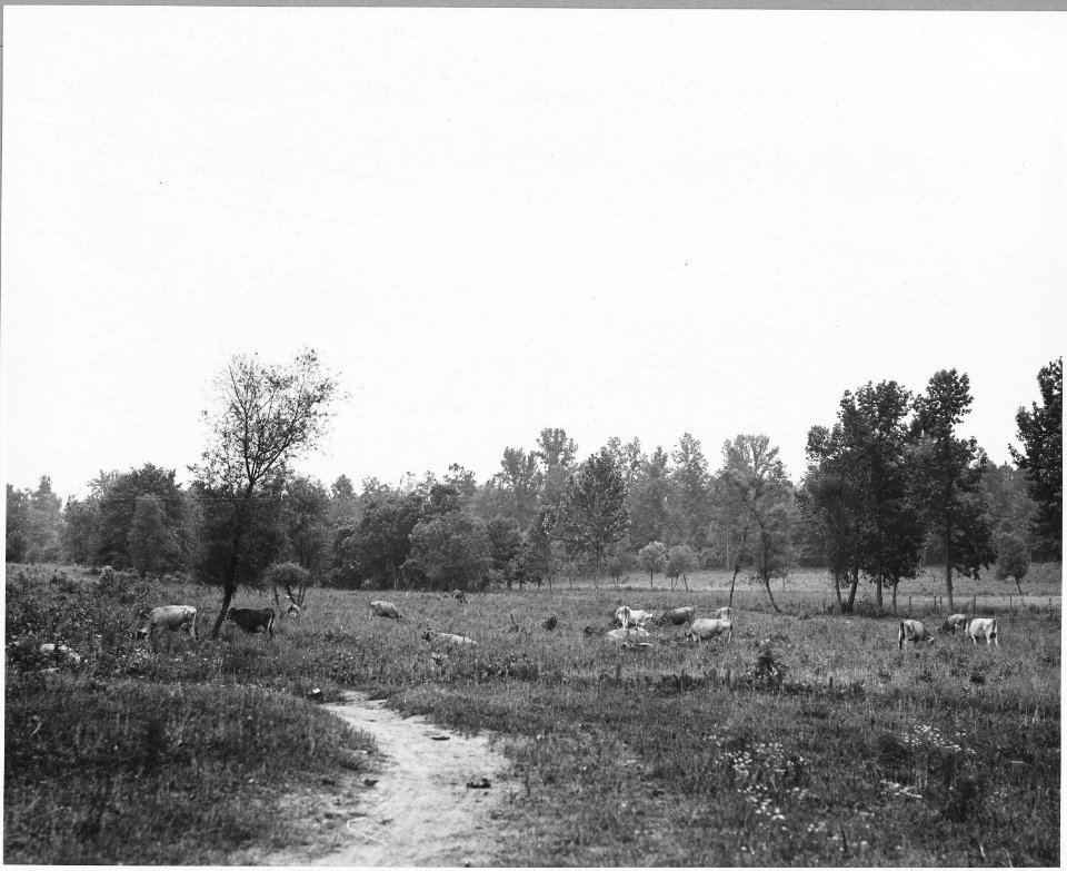 Harmony Community, Putnam County, Georgia. Most of the dairy cows are Jerseys or Jersey grades. This . . . - NARA - 521315