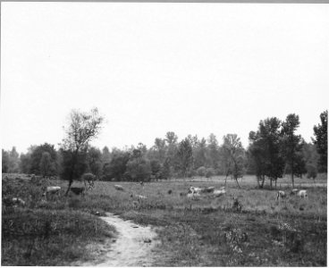 Harmony Community, Putnam County, Georgia. Most of the dairy cows are Jerseys or Jersey grades. This . . . - NARA - 521315