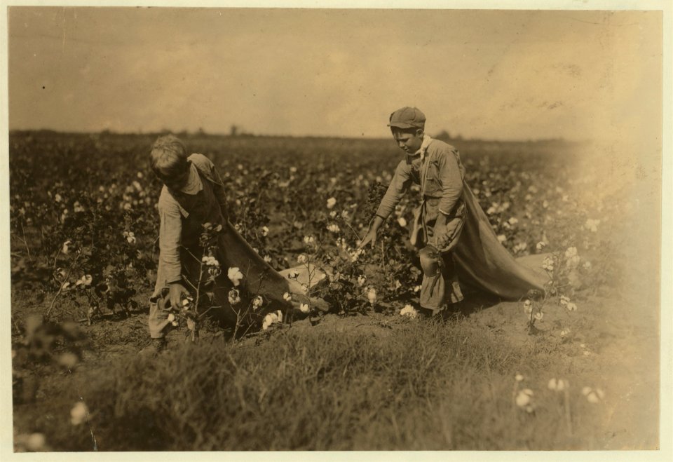 Hard workers. Grady Carroll. Nine year old cotton picker. He picks two hundred pounds a day. Brother Ed ten years old picks three huundred pounds a day. Another brother thirteen years old LOC nclc.05541