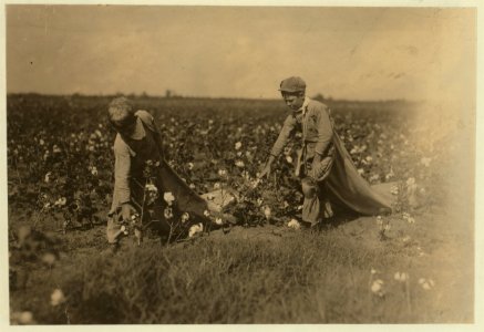Hard workers. Grady Carroll. Nine year old cotton picker. He picks two hundred pounds a day. Brother Ed ten years old picks three huundred pounds a day. Another brother thirteen years old LOC nclc.05541