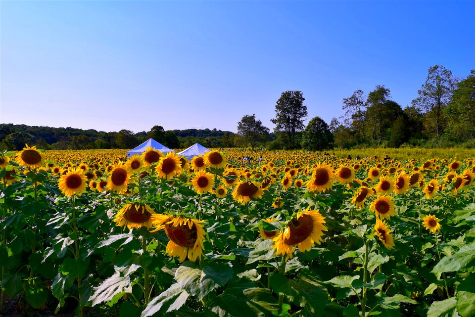 Floral blossom summer