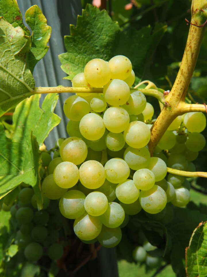 Grapes vineyard winegrowing