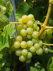 Grapes vineyard winegrowing