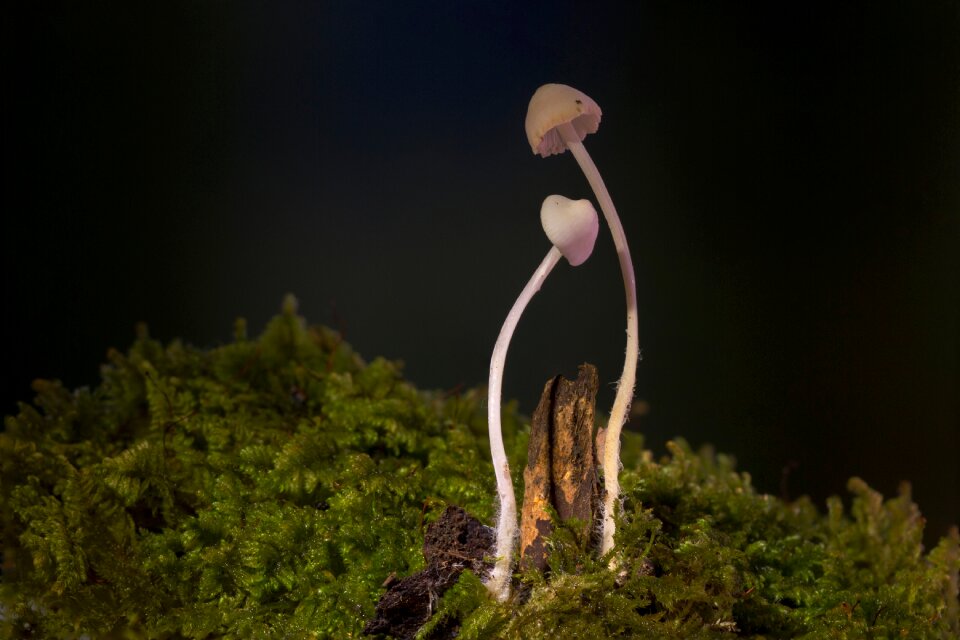 Small mushroom sponge mushrooms