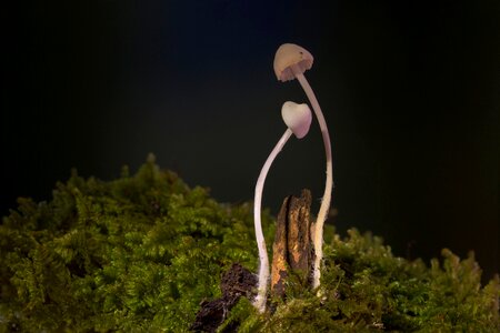 Small mushroom sponge mushrooms