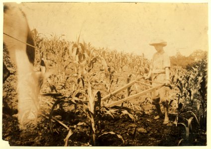 Harold Oliphant, 11 years old, driving the 'double-shovel'-cultivating corn. Goes to Plano School-been to school only part of past 5 weeks when not working. Father, W.B. Oliphant, Box 138, LOC nclc.00542