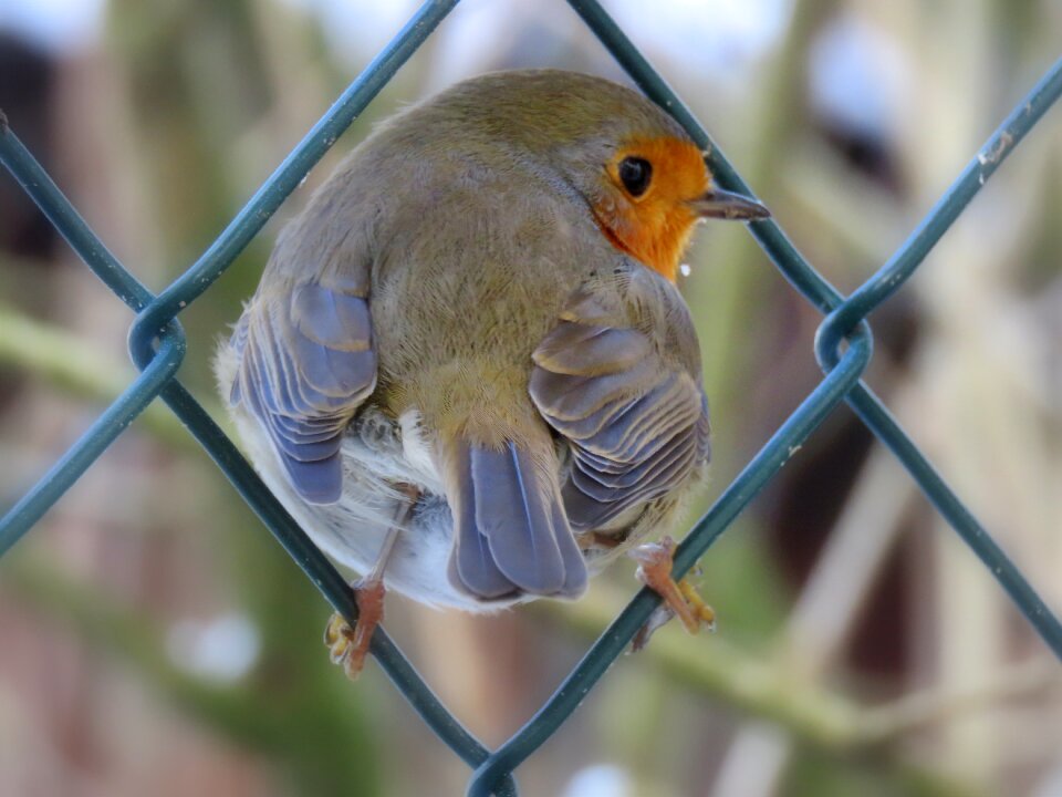 Nature animal world bird