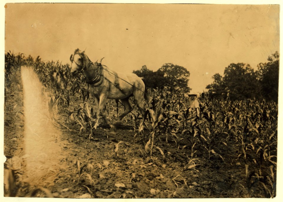 Harold Oliphant, 11 years old, driving the 'double-shovel'-cultivating corn. Goes to Plano School-been to school only part of past 5 weeks when not working. Father, W.B. Oliphant, Box 138, LOC nclc.00543