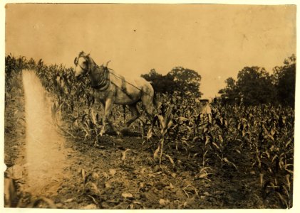 Harold Oliphant, 11 years old, driving the 'double-shovel'-cultivating corn. Goes to Plano School-been to school only part of past 5 weeks when not working. Father, W.B. Oliphant, Box 138, LOC nclc.00543