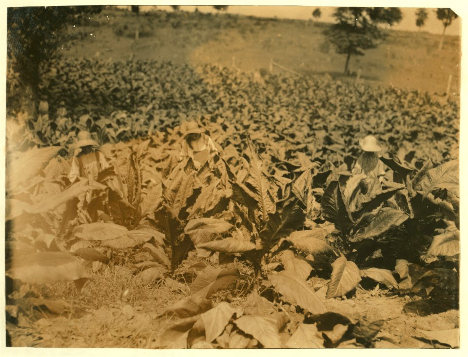Harold, Hugh and Herbert (15 years) Oliphant cutting and suckering tobacco. LOC nclc.00545