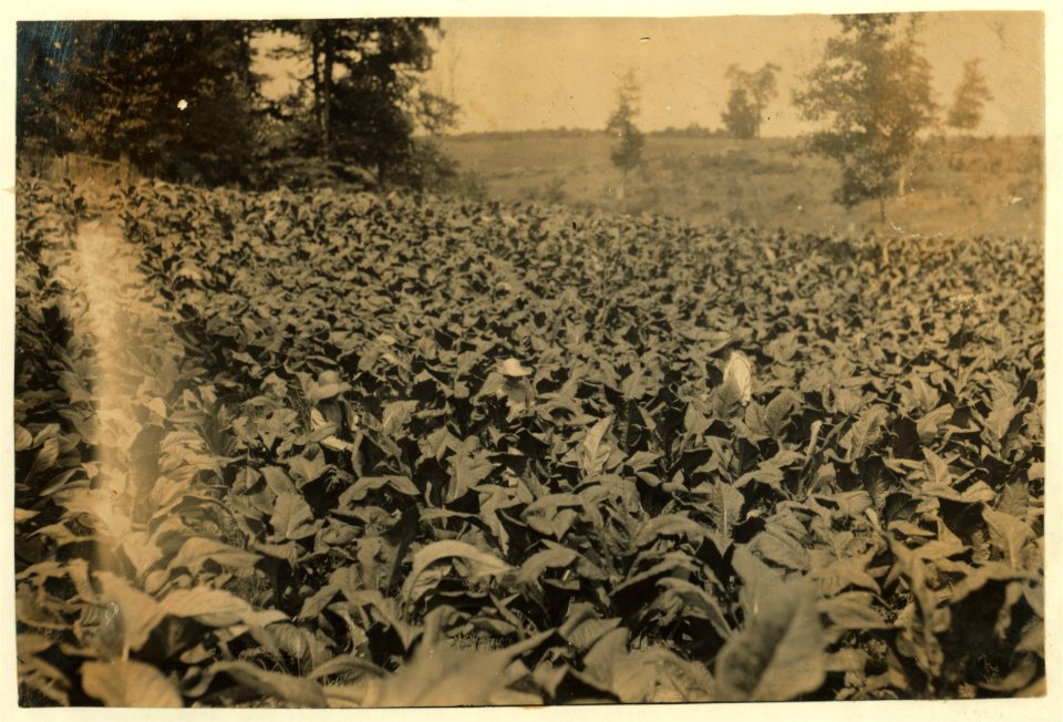 Harold, Hugh and Herbert (15 years) Oliphant cutting and suckering tobacco. LOC nclc.00546