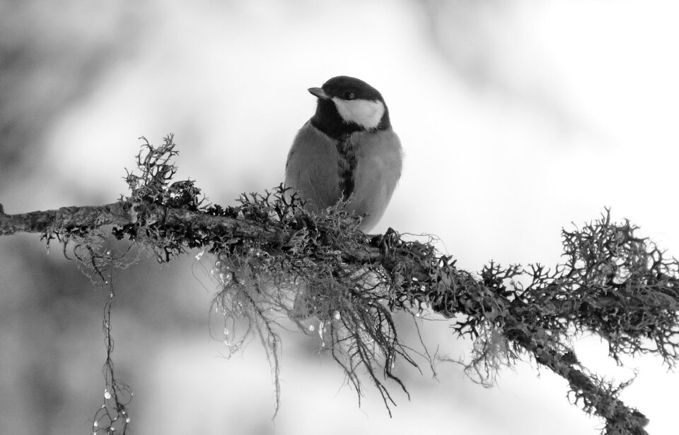 Tanning bird nature