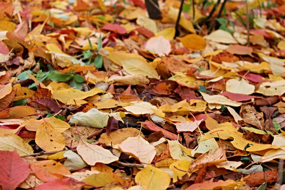 Fall color forest colorful leaves