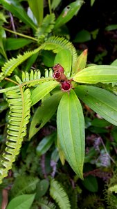 Foliage decorative gardening photo