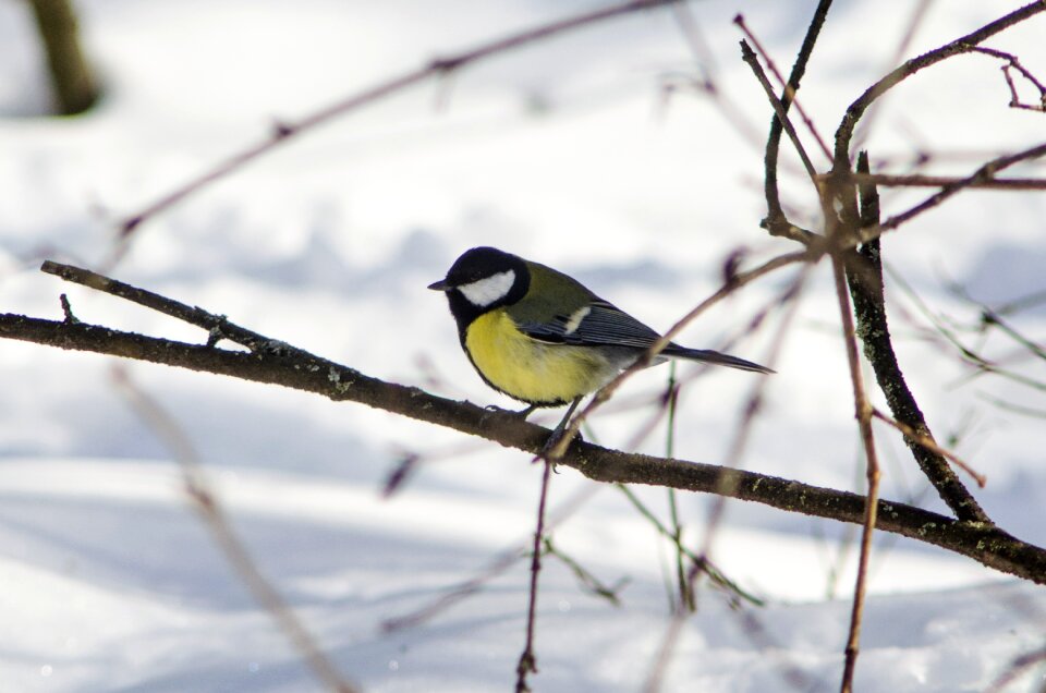 Outdoors winter animals