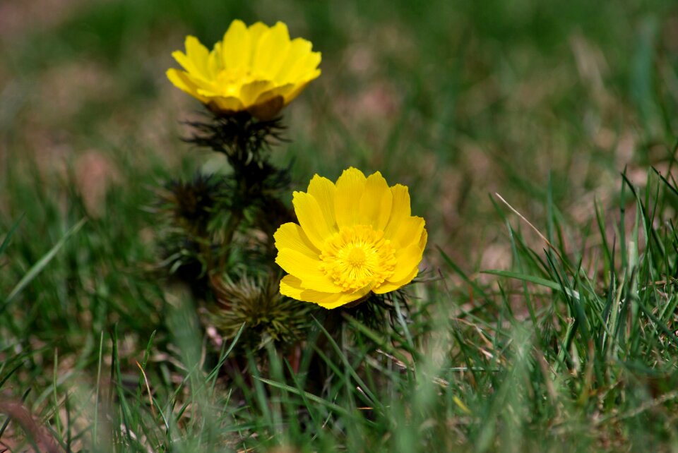 Field pheasant's eye yellow