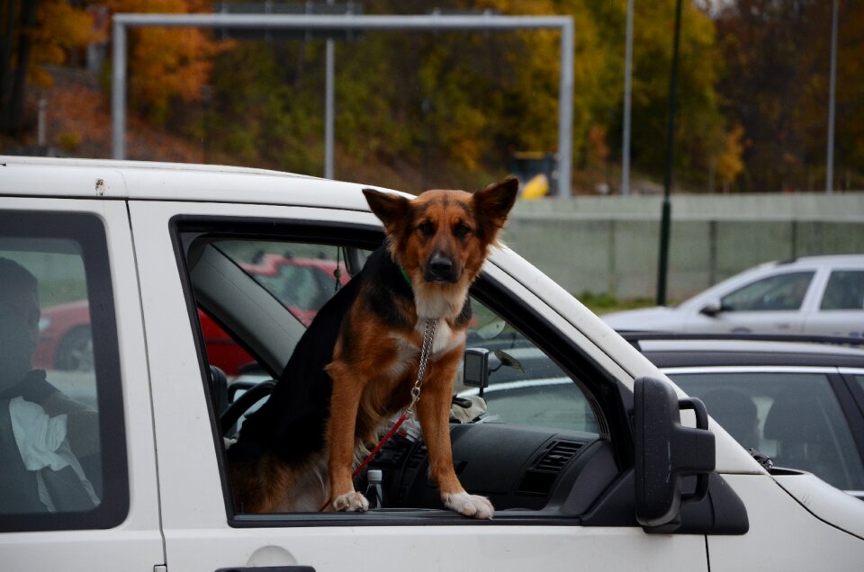 Animal vehicle pet