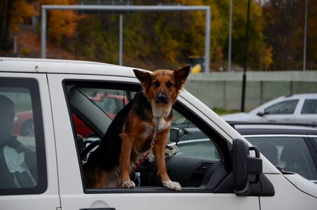 Animal vehicle pet