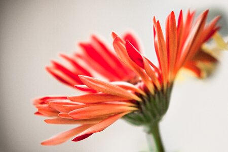 Summer flower garden bloom photo