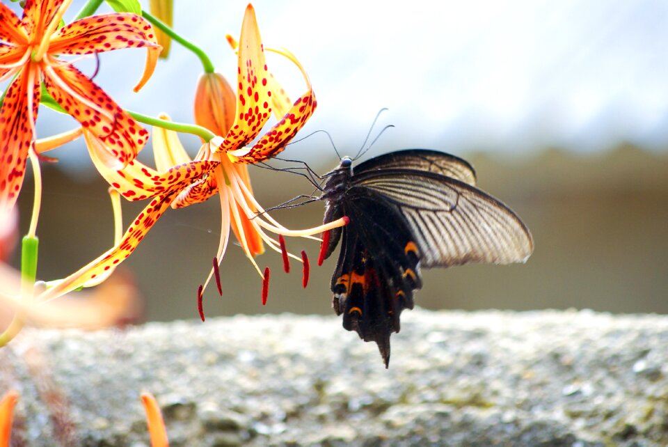 Butterfly summer lilium lancifolium