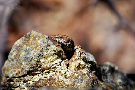 Animal lizard common wall lizard