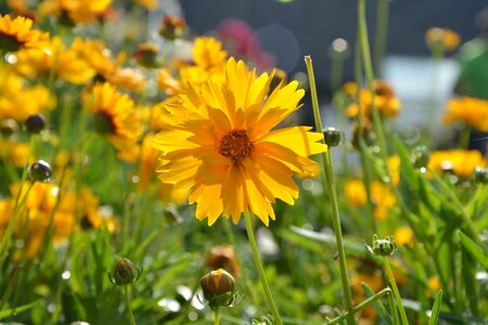 Yellow offer bouquet photo