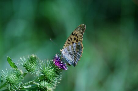 Butterfly thistle summer